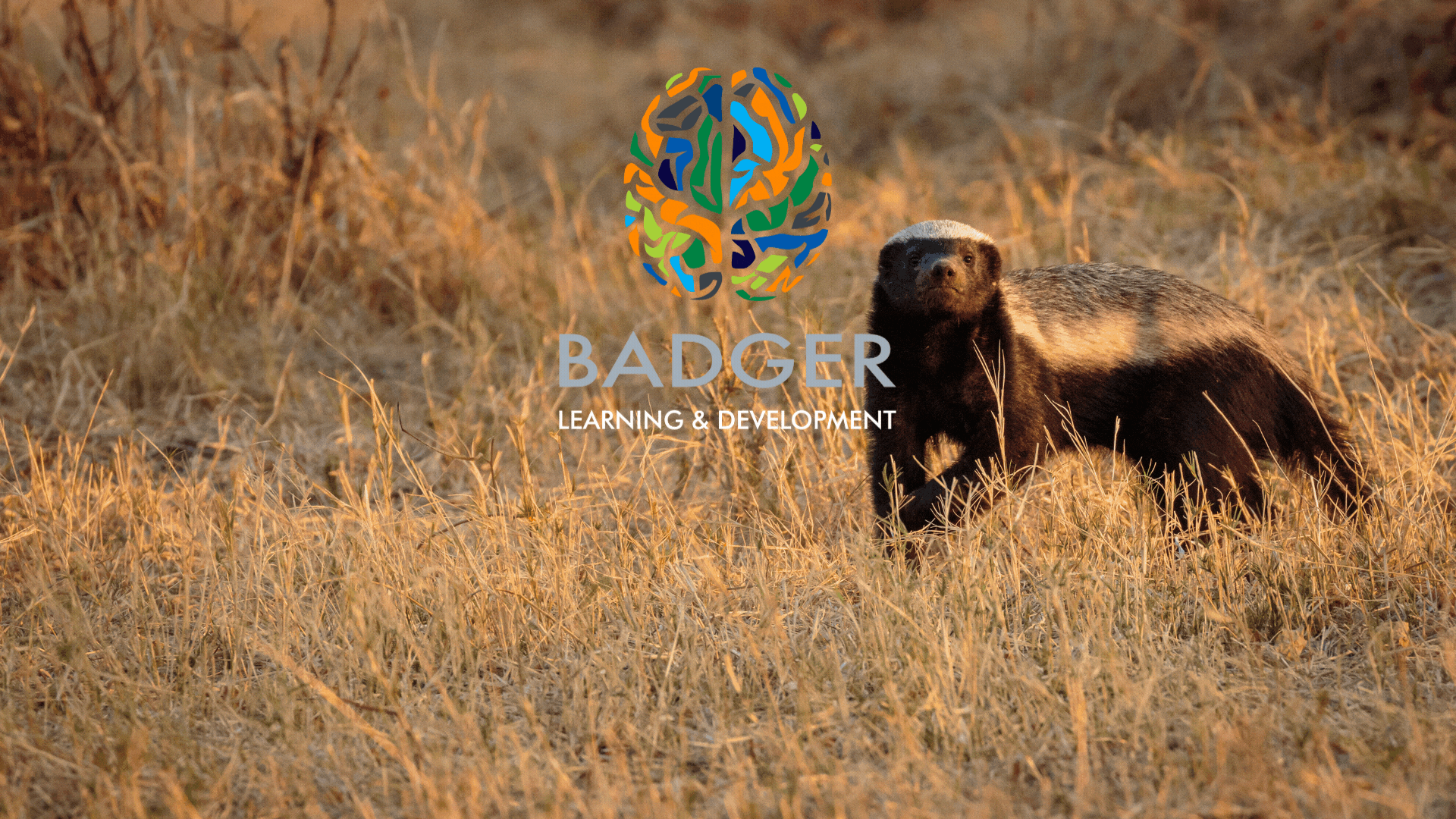 BADGER INDUCTION - STOFFEL THE HONEYBADGER